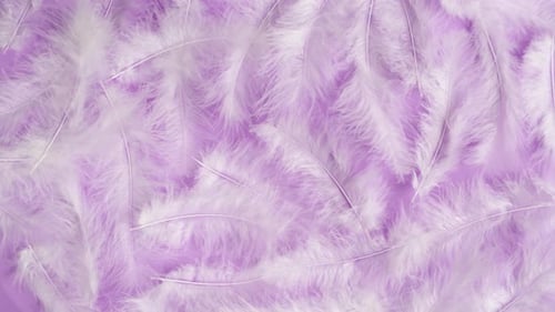Plumas suaves con textura de plumas blancas sobre fondo morado, primer plano, rotación