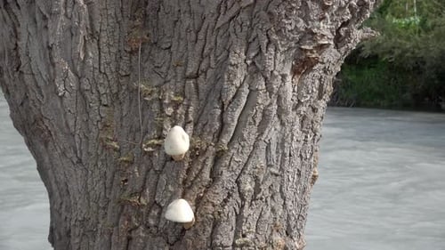 Kleine Pilze auf einem Baumstamm, hinter dem ein Fluss fließt