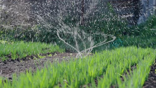 Water Sprinkler Irrigating a Green Garden with Fresh Grass and Soil