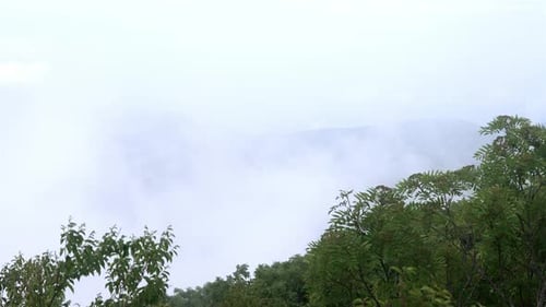 Misty Mountains and Green Trees on Overcast Day