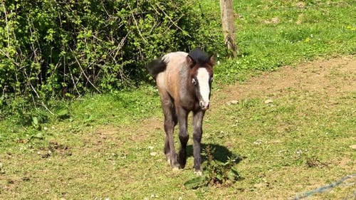 Cute newborn foal walking in green field