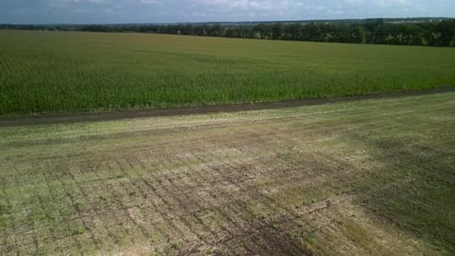 Wheat field aerial view in Ukraine