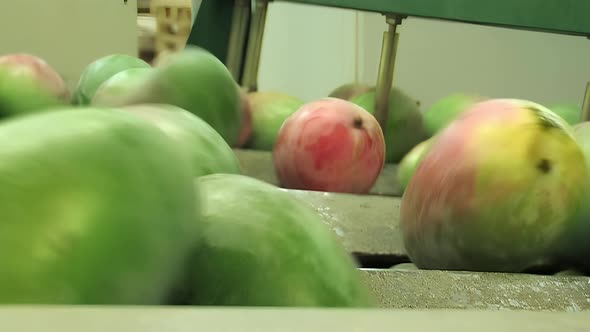 Mangoes fruit in Packaging Line, Industrial Stock Footage ft. green ...