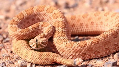 Rattlesnake in the desert of Norther Arizona