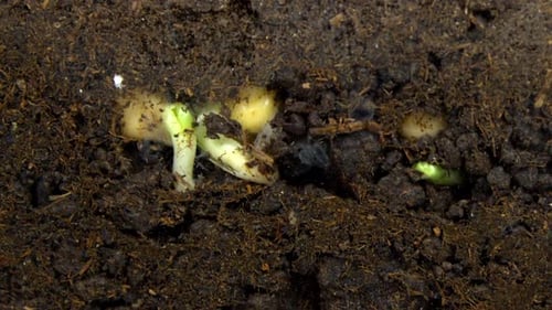 Germination des graines de pois chiches - 2K