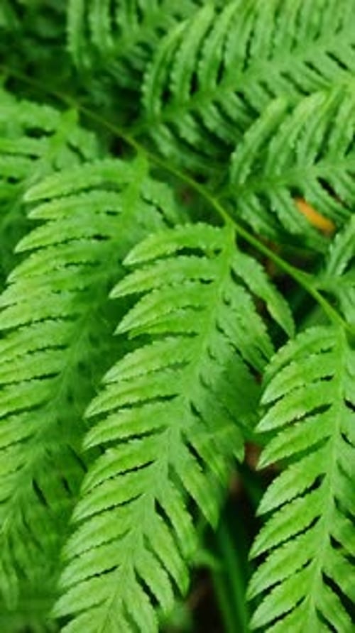 Pteris Tremula Australian Brake Tender Brake Tender Brakefern Shaking Brake Leaves