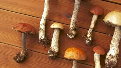Nature, Environment and Edible Mushrooms Concept - Brown Cap and Orange-Cap Boletus