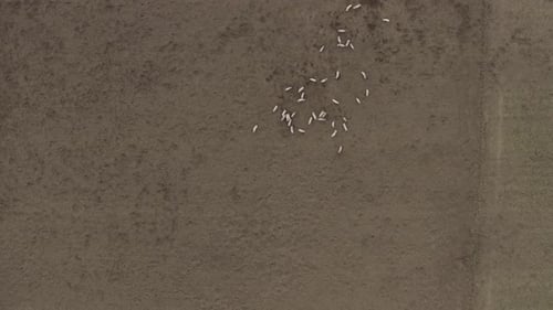Abstract high angle birds eye view of pigs in a muddy brown field, upper third.