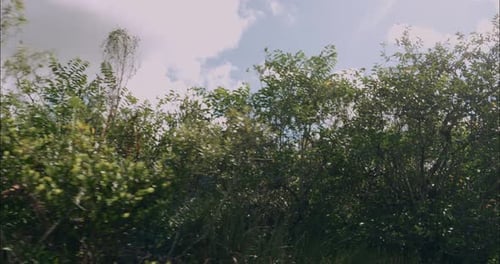 Everglades Swamps