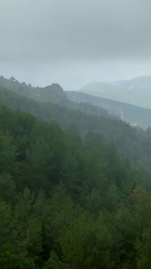 Vertical Video Aerial Discovery of the Dewy Green Forest Nature's Elixir Unleashed