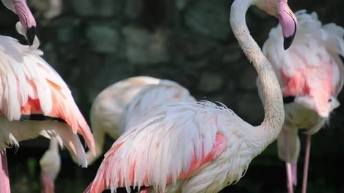 Group of Pink Flamingos Relaxing in Natural Environment
