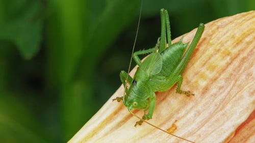 Garden Scene With Green Grasshopper In Open Flower Petal. close up