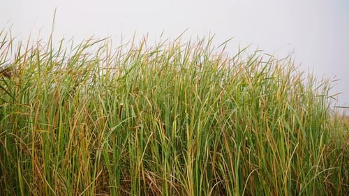 Tall Green and Gold Grass Swaying in the Wind