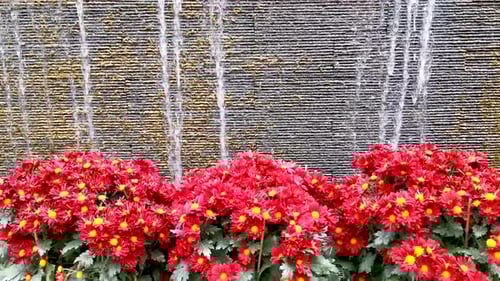 Red Flowers Near Water Feature in Garden