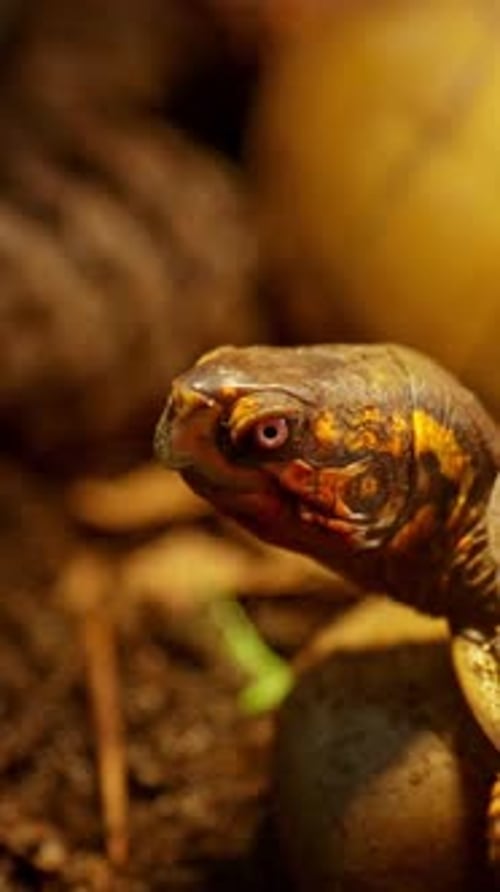 Tortue-boîte à trois doigts regardant autour de son habitat naturel