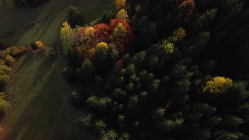 Aerial Drone View Over Autumn Forest of the Carpathian mountainsColorful Trees in the Wood