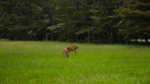 Baby Deer and Doe in a grassy field