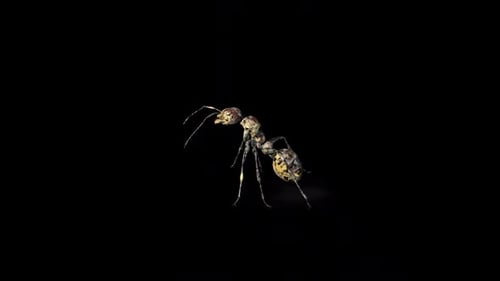 Zombie Ant Attack