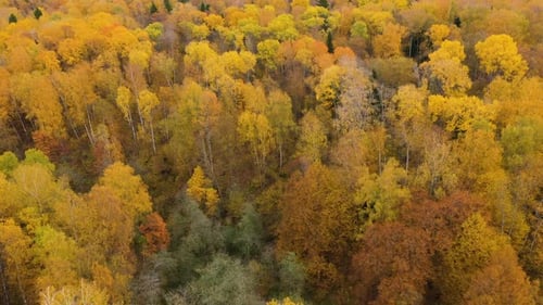 Flight Over the Autumn Forest Crowns of Trees with Yellow Foliage Deciduous Forest in the Fall Fall