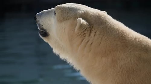 Beautiful Portrait Footage of Polar Bear in Nature Landscape Near Cold Water of Ocean Rest at
