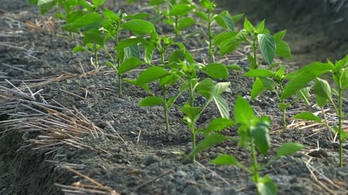 A thriving field of seedlings, neatly arranged in rows, with fertile soil and precisely dug furrows