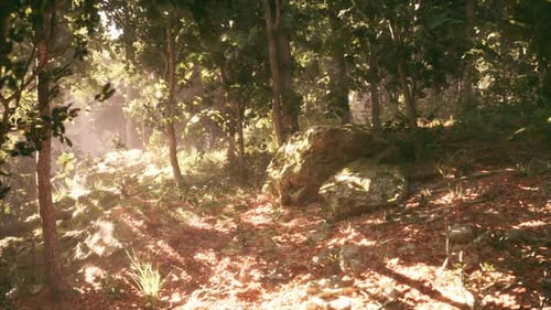 Dense Forest Path Illuminated By Sunlight in a Tranquil Natural Setting