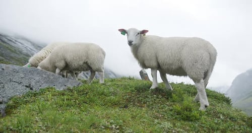 Norwegian Sheep Bleating and Grazing on a Foggy Mountain
