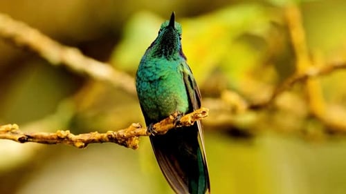 Atemberaubender und schöner Blick auf Kolibris