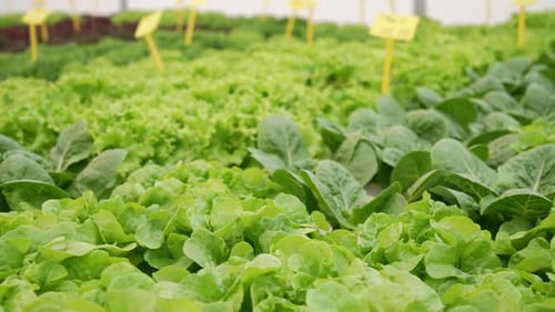 Smart Hydroponic Farm Grows Crisp Lettuce Without Soil Pesticides Greenhouse