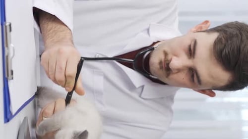 Vertical Video of Male veterinarian examining kitten.