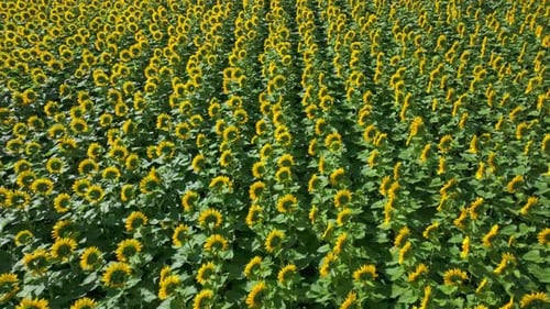 Above View Of Stunning Sunflower Crops Blooming On Field In Spring. drone shot