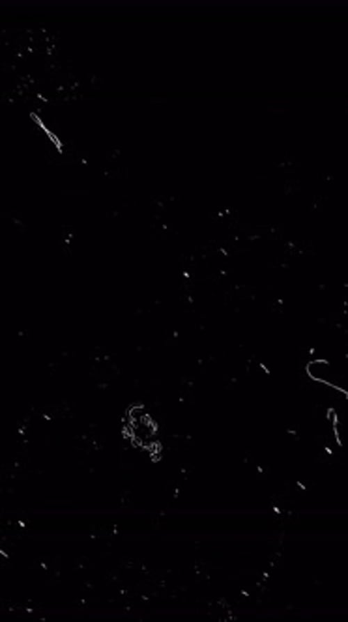 Black Film Dust Hair Scratch Glitch Overlay Floating Dust Specks Hairline Scratches Vintage Film