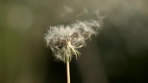 Löwenzahn wird tagsüber vom Wind geweht