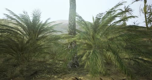 Lush Green Palm Trees in a Tropical Landscape Under Bright Sunlight