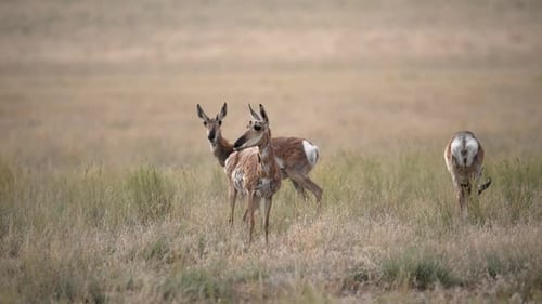 Small herd of Pronghorn grazing through the Utah desert