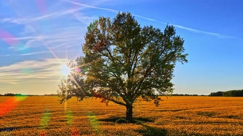 The sun behind a single tree in a field under a blue sky.