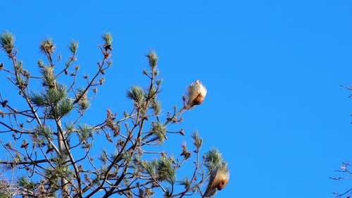 Pine trees showing the overwintering place of the Pine processionary moth (Thaumetopoea pityocampa)
