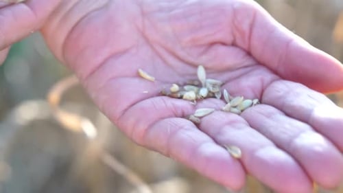 Woman Wheat Field Agronomist Senior Woman Farmer Check Golden Ripe Barley Spikes in Cultivated Field