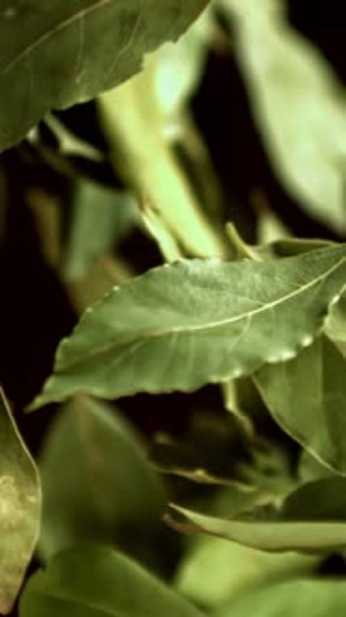Bay Leaves Fly Up and Fall Down Filmed on a Highspeed Camera at 1000 Fps