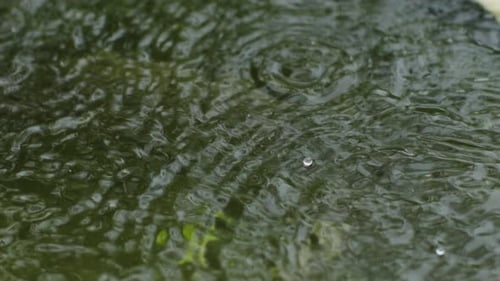 Raindrops Falling On Water Surface Of Pond With Ripples and Splashes