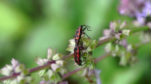 flame bedbug mating on green branch