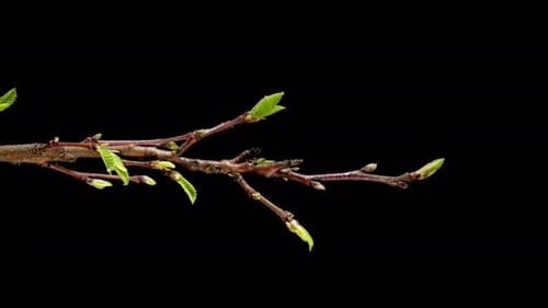 Castanea Sativa Grows Leaves from Buds in Spring. Sweet Chestnut Tree Moving Leaves in Time Lapse