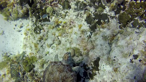 A sea turtle floats close to reef bottom. Top view
