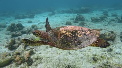 Snorkeling And Swimming With Sea Turtle