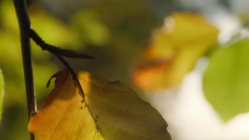 Close Up of Colorful Autumn Leaves on Branch