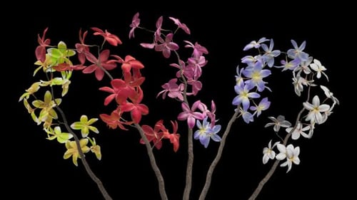 Bunch of Plumeria Frangipani - Blooming White, Pink, Red, Yellow, Blue Flowers - II - Alpha Channel