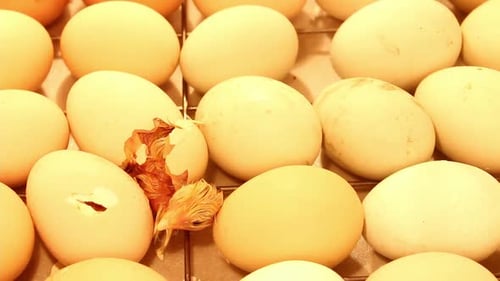 Charming Close Up of a Chick Hatching from Egg