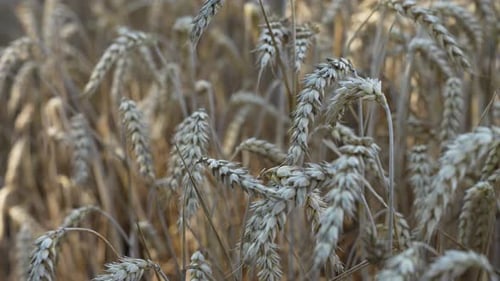 Champ de blé avec des tiges se balançant dans le vent avec du grain mûr