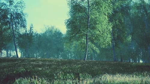 Birch Trees on the Green Grass