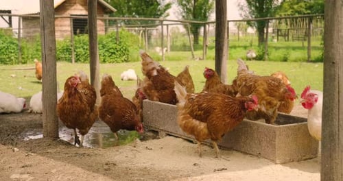 Close up of a brown hens live in the countryside and peck the food while enjoying th